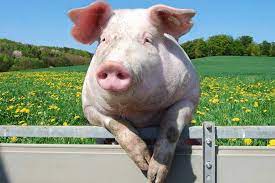 Факты о свиньях, которые вы не знаете
